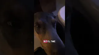 She don’t know what to think 🤔🤣😂🐾💜#fyp #dream #youtube #pets #doberman
