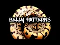 How to Identify Genes Based on Belly Patterns in Ball Pythons