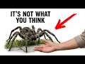 Never Kill the Wolf Spider on Your Porch Here s the Real Reason
