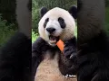 Cute Panda eating a carrot
