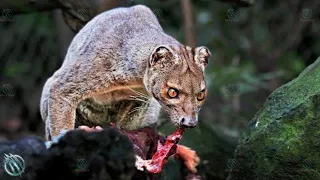 Download FOSSA ─ Madagascar's Demonic Apex Predator MP3