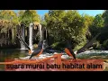 Download Lagu TERAPI MURAI BATU STRES MACET MALES BUNYI |