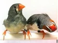Download Lagu Apa yang bisa burung ceritakan tentang otak manusia?