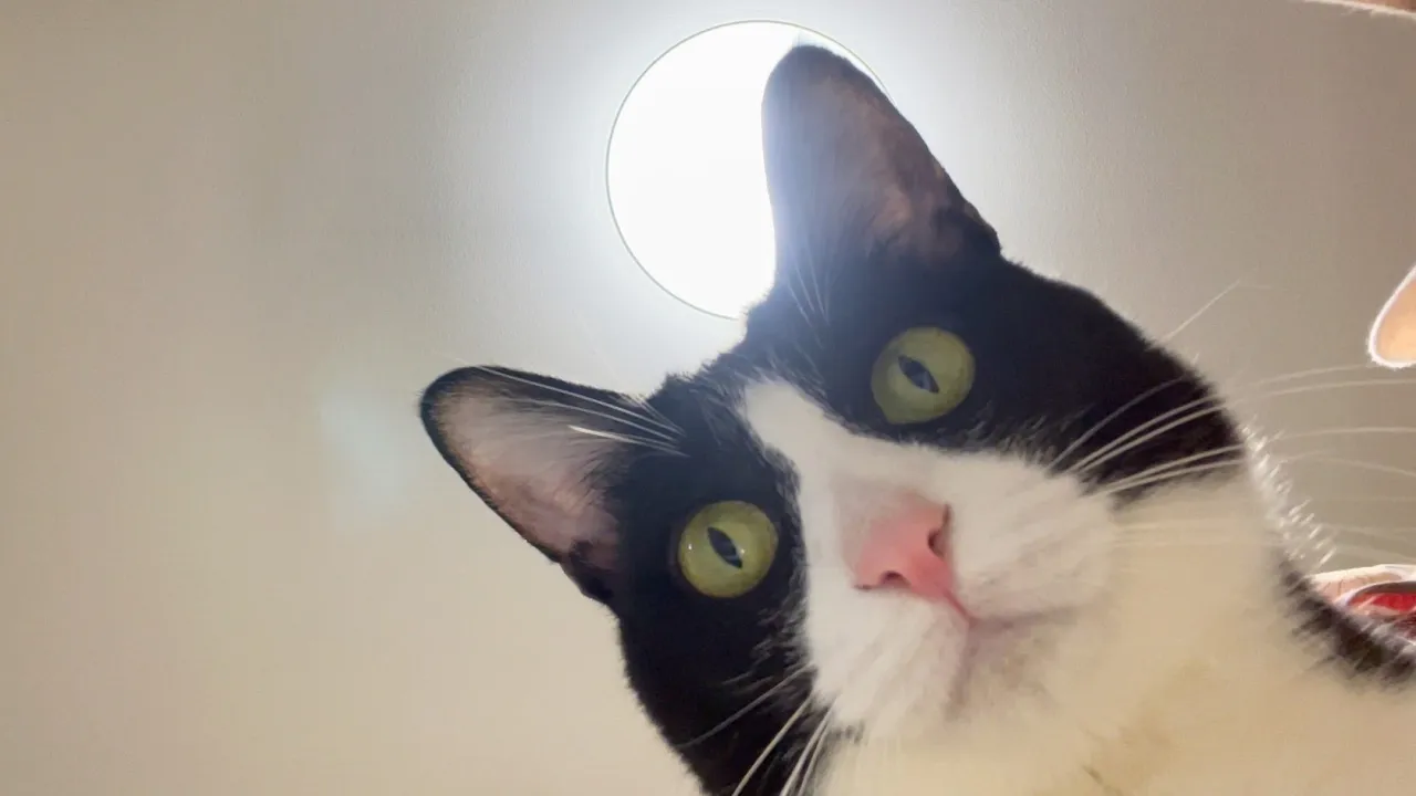 下から見たら更に可愛い！真顔で悪さする猫たちの表情