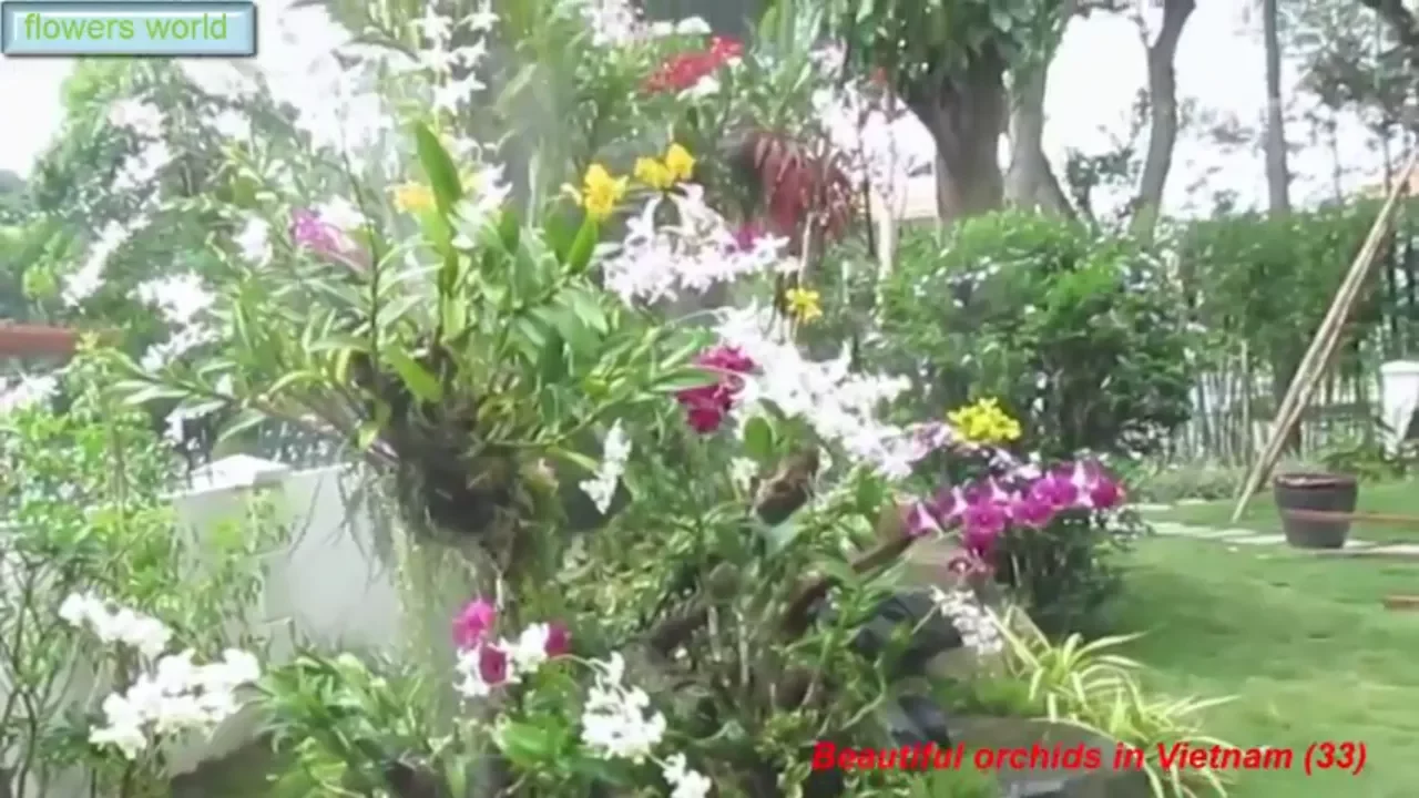 BEAUTIFUL ORCHIDS IN VIETNAM (33) BEAUTIFUL GARDEN SPACE