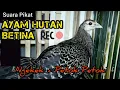 Download Lagu ##suara ayam hutan hijau betina##