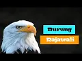 Download Lagu Transformasi Burung Rajawali