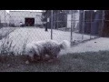 Teddy s Story - Pound Buddies Muskegon