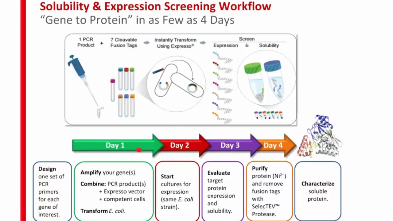 Increase Your Probability of Success with Faster, Easier Protein Expression in E. coli