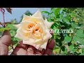 Give Humic acid to stunted rose plants to grow like a forest/Rose caring /gardening /riza'zvibes 