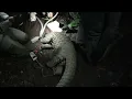 Download Lagu Assessment and Tagging of a Wild Giant Pangolin!!! Incredible Animal and Experience!!!