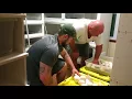 Pulling clutch of reticulated python eggs