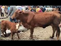 Download Lagu 15 juta !! Babon Anak Harga Murah !! Sepi Pembeli Bakule Pusing !! Pasar Sapi Tuban