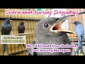 Download Lagu Srigunting anakan belajar bunyi||Pikat burung Srigunting ampuh