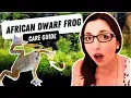 African Dwarf Frog Care Diet And Tank Set Up