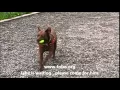 May 9 2015 Jake Needs A Forever Home at FOLAS