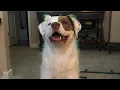 Lana the Long Haired Pit Bull
