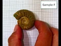 Fossil Identification Lab