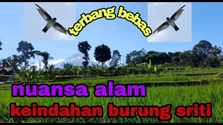 burung terbang bebas di alam keindahan alam dengan nuansa burung sriti masteran burung terbaik