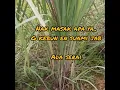 Download Lagu NASI LEMAK BUAH BIDARA MATAHARI