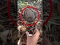 Download Lagu He thought it was just a coconut… but a hamster was inside! #hamster