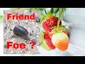 Are Pill Bugs Bad for Gardens Perhaps not