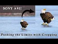 How Much Can You Crop Original 24MP Files From a Sony A9II - This Answers That Question