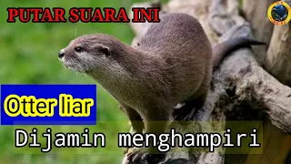 suara berang berang suara pikat ampuh berang berang memangil teman suara otter linsang sero lutrinae