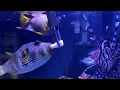 Download Lagu SALTWATER PREDATOR TANK FEEDING!!!!