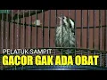 Download Lagu Pelatuk Sampit Gacor Tembakan Speed Rapat, Masteran Murai Batu
