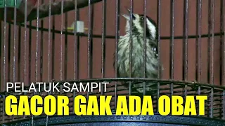 Download Pelatuk Sampit Gacor Tembakan Speed Rapat, Masteran Murai Batu MP3