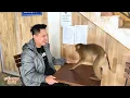 Monkey Kaka was very happy to see dad again and play with dad