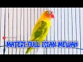 Download Lagu MASTERAN SUARA BURUNG LOVEBIRD MATERI FULL ISIAN MEWAH DIJAMIN AUTO NYAUT