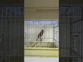 Download Lagu Red Siskin started singing #mule #siskin