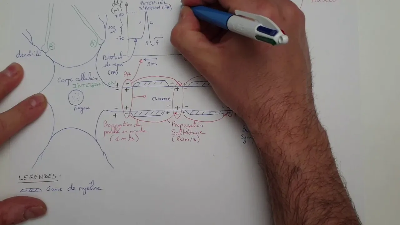 [eSVT] Le potentiel d'action et la transmission synaptique