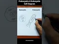 Prokaryotic And Eukaryotic Cell Diagram