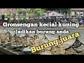 Download Lagu Gronsengan kecial kuning lomba jadikan burung anda burung juara!!!Arym kicau