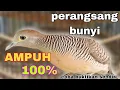 Lagu Perkutut lokal gacor perangsang bunyi perkutut tanpa batas usia 100\u0026 ampuh wajib di coba