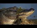 Florida alligator attack statistics What FWC data reveals after Seminole County swimmer s death