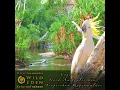 River Birds
