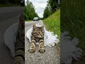 Download Lagu FAITH IN HUMANITY RESTORED! A Kind Woman rescued a Cat wrapped in sack by the Road