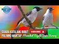 Download Lagu Suara kutilang Ribut Terbaik Buat Pikat Burung Dihutan