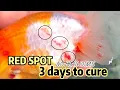 HOW TO GET RID of red spot of GOLDFISH in just 3 days Red Spot treatment