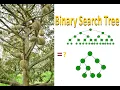 Animations Build a Binary Search Tree Binary Search Tree Traversals Data Structure