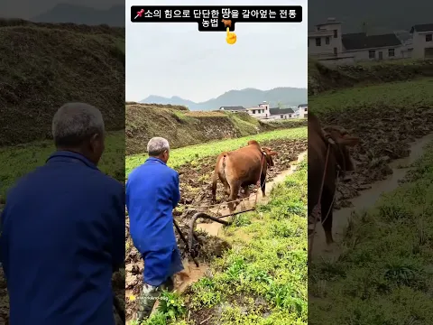 📌소의 힘으로 단단한 땅을 갈아엎는 전통 농법 🐂