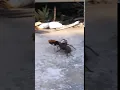 Download Lagu Wasp drags a dead spider in Australia | CONTENTbible