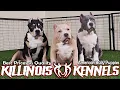 PRICES BREAKDOWN ON OUR AMERICAN BULLY PUPPIES FROM THE WORLD FAMOUS KILLINOIS KENNELS