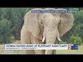 The Elephant Sanctuary in Tennessee mourns sudden loss of beloved African elephant