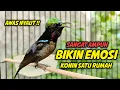 Download Lagu PANCINGAN KONIN GACOR FULL BONGKAR ISIAN KASAR MEWAH !! MASTERAN KOLIBRI NINJA BAHAN TEMBAKAN SULTAN