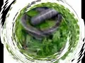 Green sencha tea power